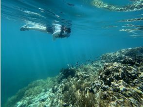 プランの魅力 泳ぐもよし！かわいい海の生き物たちがお出迎え の画像