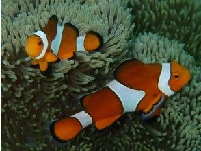 プランの魅力 Clownfish の画像