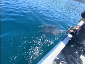 プランの魅力 You might be able to meet dolphins! ! の画像