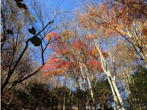 プランの魅力 秋には紅葉も楽しめます の画像