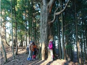 プランの魅力 黒岳の自然杉群落 の画像