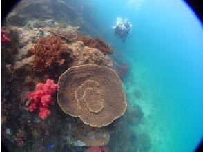 プランの魅力 One of Japan's leading coral-free areas の画像