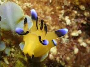 プランの魅力 Treasure trove of sea slugs の画像