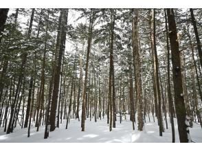 プランの魅力 静かな森で自然観察 の画像