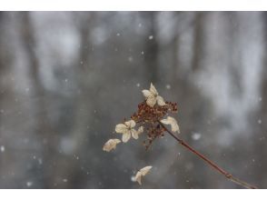 プランの魅力 冬ならではの自然体験！ の画像