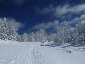 プランの魅力 北八ヶ岳ならではの樹氷 の画像