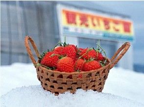 プランの魅力 Picking strawberries in the snow の画像