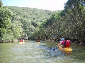 プランの魅力 Mangrove forest の画像