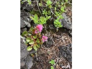 プランの魅力 樹林帯の中を通ります の画像