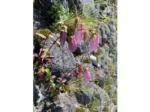 プランの魅力 樹林帯の中を通ります の画像