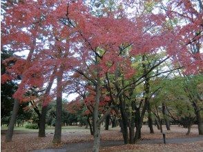 プランの魅力 代々木公園の紅葉 の画像
