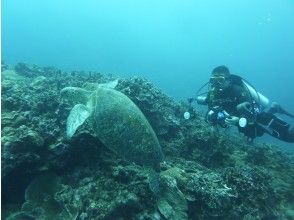 プランの魅力 トコマサリ礁（ドリフト） の画像