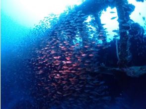 プランの魅力 魚の群れも・・・ の画像