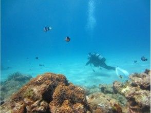 プランの魅力 蓝色的海！ の画像