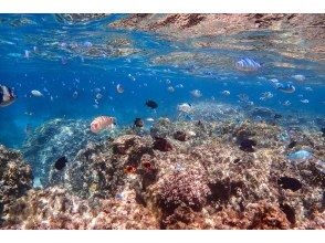 プランの魅力 幻の島周辺の海でシュノーケリング体験! の画像