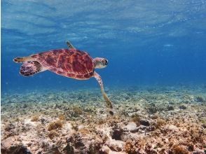 プランの魅力 You might even see sea turtles! の画像