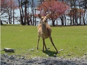 プランの魅力 "Mt. Jinhua", which is also known for its many deer の画像