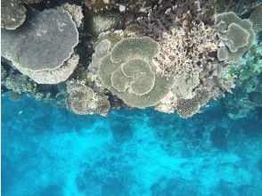 プランの魅力 Boat snorkel in the sea of coral reefs の画像