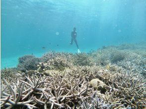 プランの魅力 Coral points の画像