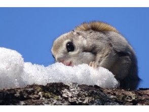 プランの魅力 雪を食べるモモンガ の画像