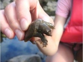 プランの魅力 川ではこんないきものも。 の画像
