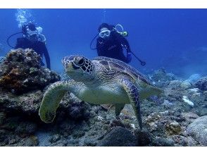 プランの魅力 高確率でウミガメに会える！ の画像