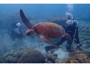 プランの魅力 突然、ウミガメが頭上に！ の画像