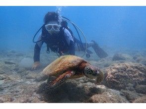 プランの魅力 小型のアオウミガメ の画像