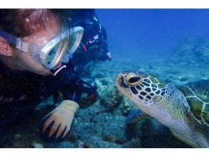 プランの魅力 Talking with sea turtles の画像