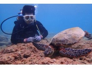 プランの魅力 食事中のウミガメ の画像