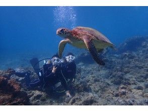 プランの魅力 泳ぎ去るウミガメ の画像