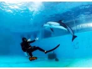 プランの魅力 This is the first experience diving in Japan where you can swim with Pacific white-sided dolphins! の画像