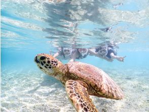 プランの魅力 宮古島の海を満喫！クリアブルーの世界でウミガメ観察 の画像