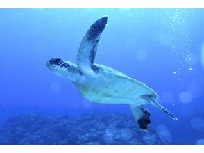 プランの魅力 Encounter with sea turtles の画像