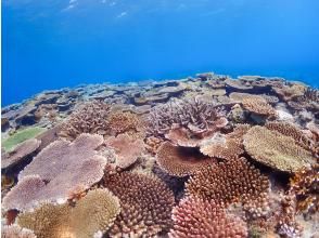 プランの魅力 サンゴ畑 の画像