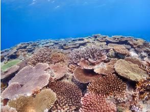 プランの魅力 Coral field の画像