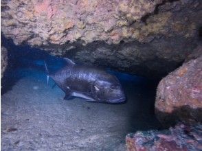 プランの魅力 西海岸／残波 の画像