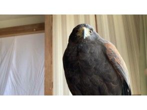 プランの魅力 Harris hawk の画像