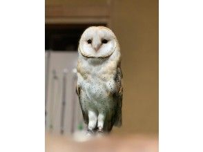プランの魅力 Barn owl の画像