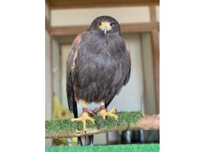 プランの魅力 Harris hawk の画像