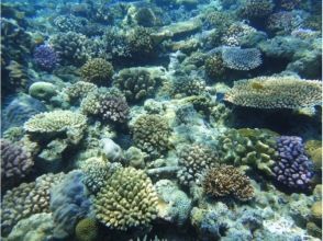 プランの魅力 色鮮やかなサンゴ礁 の画像