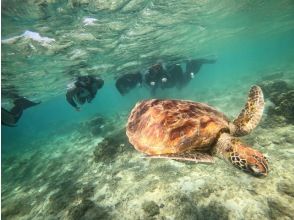 プランの魅力 ★High chance of encountering sea turtles★ の画像