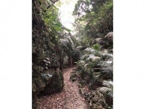 プランの魅力 Jungle trekking の画像