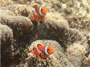 プランの魅力 カクレクマノミ の画像