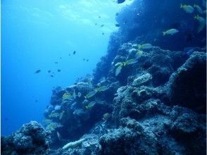 プランの魅力 たくさんの魚たちと一緒に の画像