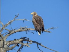 プランの魅力 White-tailed eagle の画像