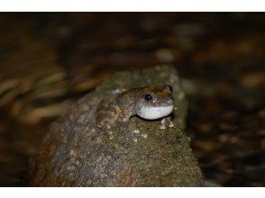プランの魅力 森や水辺で生き物探し の画像