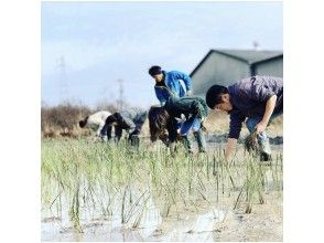 プランの魅力 We grow rushes ourselves. の画像