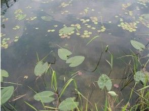 プランの魅力 中綱湖の水生植物 の画像