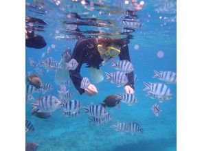 プランの魅力 美麗的魚 の画像